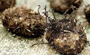 Hvordan du oppbevarer tuberøs begonia om vinteren