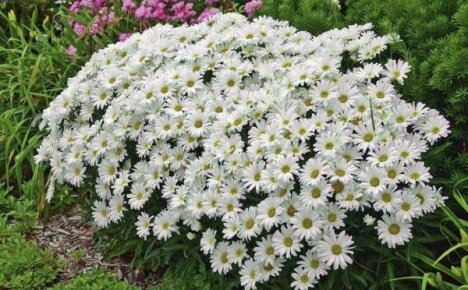 Wonderful chamomile garden nivyanik - decoration of your site