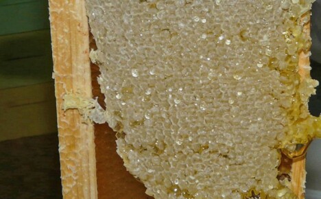 Les apiculteurs savent exactement ce qu'est un zabrus et avec quoi ils le mangent