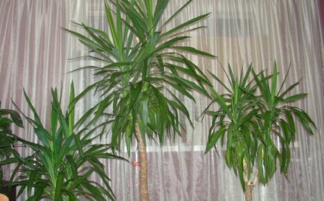 La cura della yucca a casa è una perenne senza pretese per i coltivatori di palme impegnati