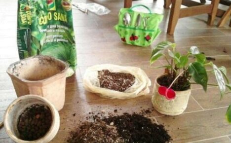 Správná půda je klíčem ke zdravému vývoji anthuria: kterou si vybrat a jak si ji sami uvařit