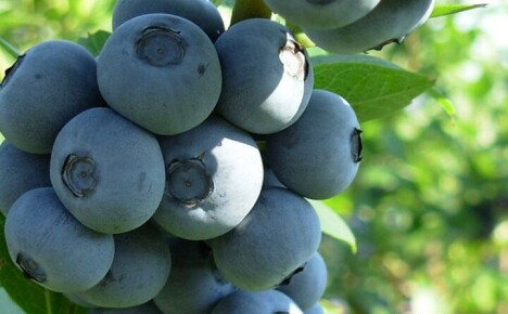 Description of the Blueberry variety Divnaya to help diligent gardeners