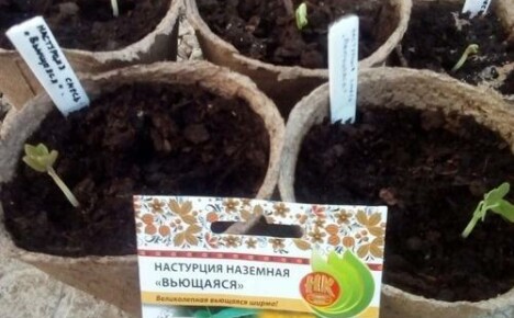 Vi planterar nasturtiumplantor: när och hur det är nödvändigt