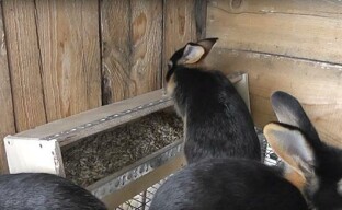 DIY matare för unga kaniner