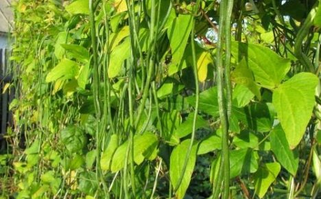 How to grow vegetable cowpea - the secrets of a bountiful harvest