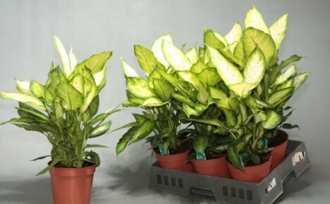 Home care for Dieffenbachia Camilla - a light-loving beauty with delicate leaves