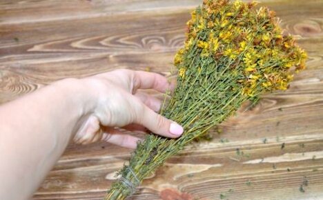 Korisna svojstva gospine trave za žene - prva pomoć kod raznih bolesti
