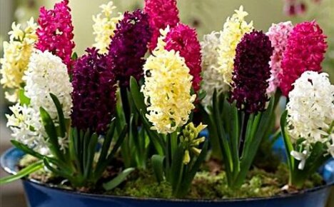 What to do when hyacinths are blooming?
