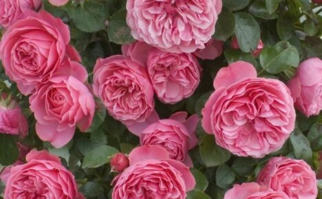 Rendkívül nagy és bőségesen virágzó rózsa, Leonardo da Vinci - a legjobb floribundáról szóló rózsák enciklopédiája