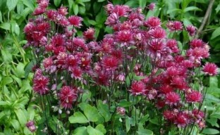 גידול אקוויגליה בגינה: כל מה שאתה צריך כדי להכיר פרח חובב