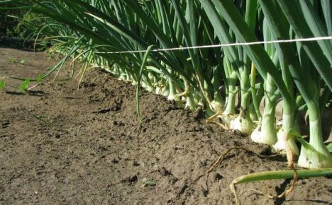 Growing onions using Chinese technology - the secrets of a rich harvest