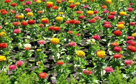 Simple cultivation of zinnia in a flower bed of a summer cottage