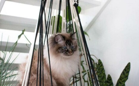 Hojdacia sieť pre mačky pre domácich majstrov