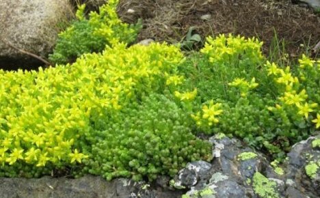 Charming and not capricious perennials - ground cover stonecrops