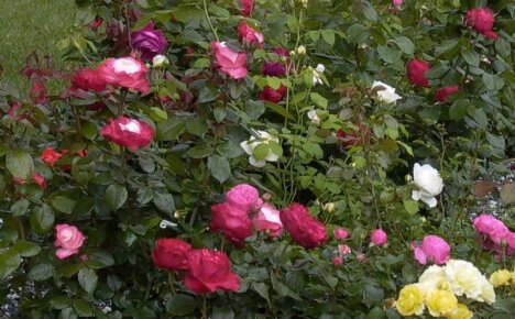 Creamos un espectacular jardín de rosas en el país con nuestras propias manos.