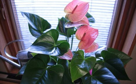 Male flower anthurium - how to care for a capricious handsome man