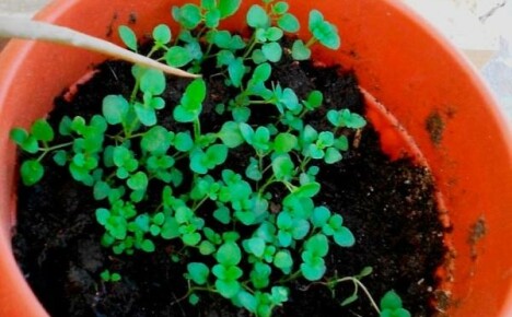 Growing thyme seedlings: how to get strong and healthy bushes