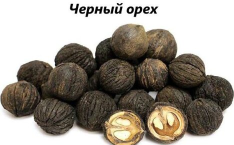 Как се използва черен орех в народната медицина