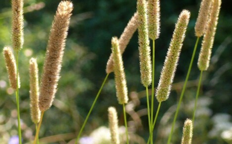 Mengapa dan bagaimana timothy padang rumput ditanam