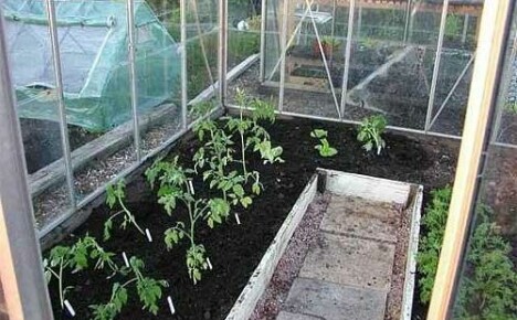 Temps de plantation de la tomate de serre