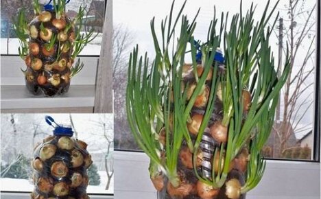 Kaip padaryti daržovių sodą butelyje ant palangės?