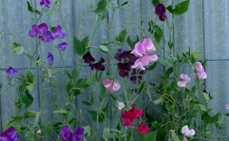 Perennial sweet peas - planting and caring for fragrant bushes