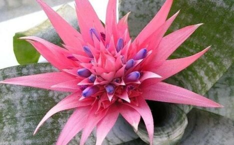 Hvordan ta vare på en ehmeya-blomst hjemme og oppnå ønsket blomstring