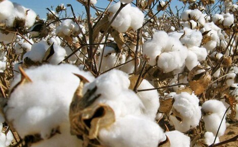 ¿Es posible cultivar algodón en su cabaña de verano?