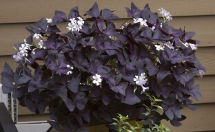 Oxalis púrpura - mariposa púrpura en el alféizar de la ventana