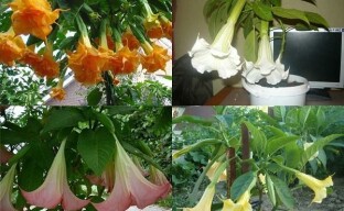 Pros and cons of growing brugmansia, a selection of popular varieties
