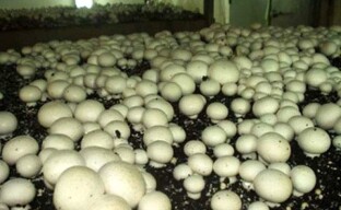 Preparing compost for mushroom spore contamination