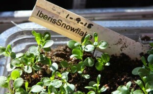 Az Iberis palánták termesztése: közelebb hozza egy bájos és illatos növény virágzását