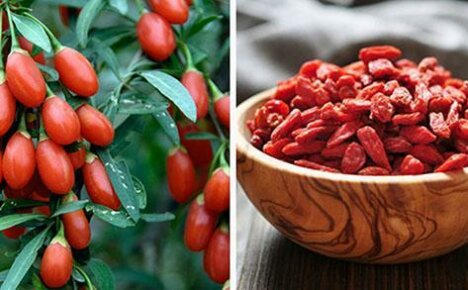 An affordable exotic for your gardens - goji berry