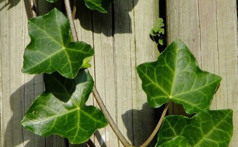 We take into the piggy bank the unique beneficial properties of ivy for the body