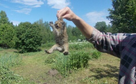 Cómo atrapar una liebre en el verano en el campo: salvamos nuestras plantas de los roedores omnívoros