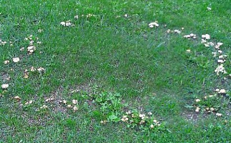 Toadstool svampe på plænen - hvad skal man gøre?