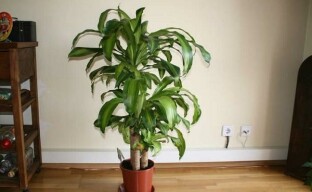 Features of growing fragrant dracaena