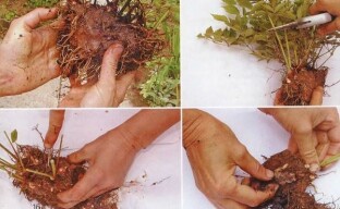 Sinh sản của astilba bằng cách phân chia bụi cây