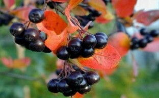 Zwarte lijsterbes is een mooie, smakelijke en gezonde struik voor in uw tuin