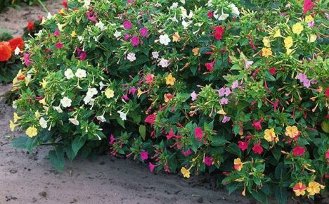 Different planting methods and rules for caring for mirabilis in the open field