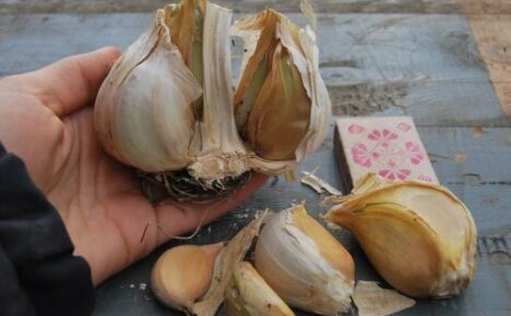 When to plant Rocambolle garlic and what kind of culture is it