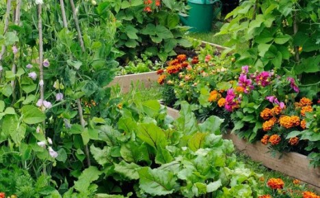 We observe the correct neighborhood in the beds, creating mixed plantings of vegetables