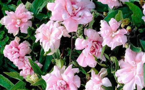 Френски рози във вертикално градинарство: калистегия