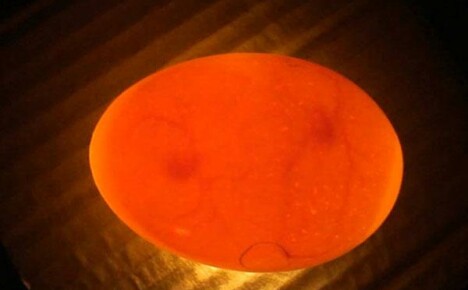 Kako se pomoću ovoskopa provjerava valilna jaja