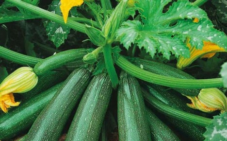 How to use the health benefits of zucchini to improve your health