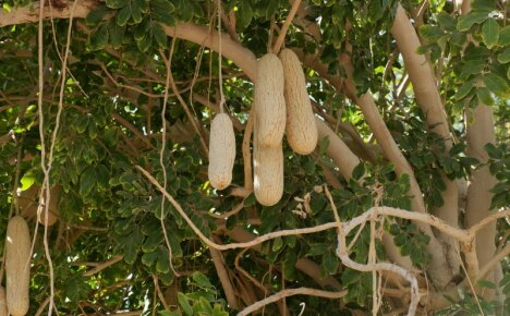 Merveilles naturelles - arbre à saucisses, photo et description