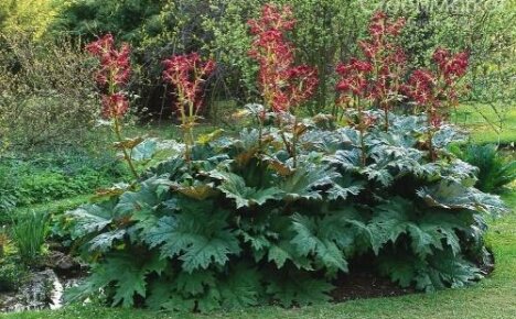 Rhubarb adalah abadi yang berguna dan hiasan untuk taman anda