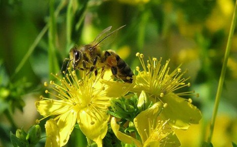 10 съвета за привличане на пчели във вашия двор, ако не сте пчелар