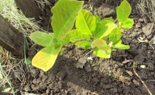 Eine Magnolie pflanzen: Was Sie wissen und tun müssen, damit ein Baum Wurzeln schlägt