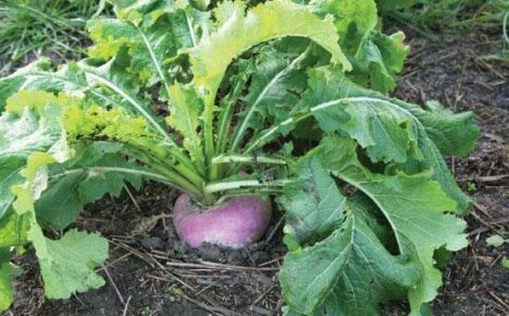 Easy cultivation of turnips: sow, take care of a little and harvest on time